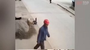 ТОП случаев когда животные спасают людей ч 2