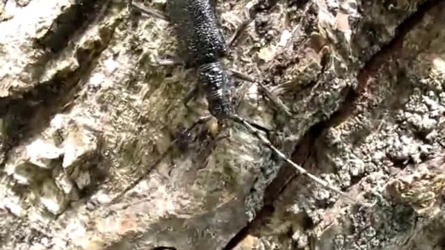 Cerambyx scopolii (Усач дубовый малый) смотреть онлайн