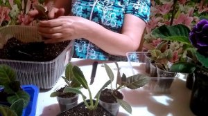 Глоксиния вытянулась.  Что делать?