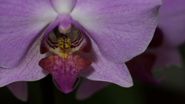 ОРХИДЕИ в августе:ЦВЕТЕНИЕ УЦЕНОК смотреть онлайн