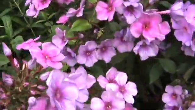 Флоксы в цвету смотреть онлайн