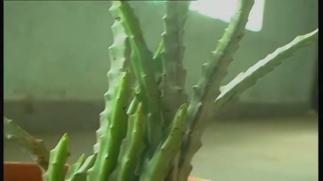 Caralluma смотреть онлайн