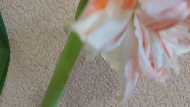 Первое домашнее цветение гиппеаструма Dancing Queen смотреть онлайн