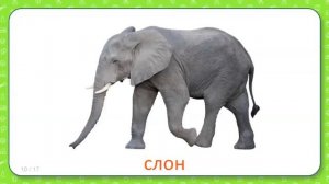 Развивающие карточки Домана для детей Животные теплых стран