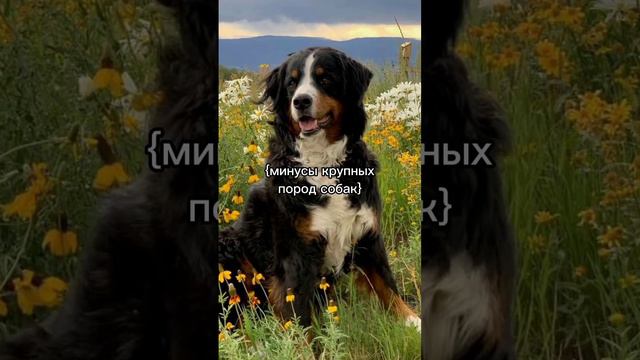 простите за быструю раскадровку😅 #кинолог #люблюсобак #собаки #кинология #люблю #собачки смотреть онлайн