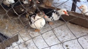 ТЕХНОЛОГИЯ ВЫРАЩИВАНИЯ МУСКУСНЫХ УТОК