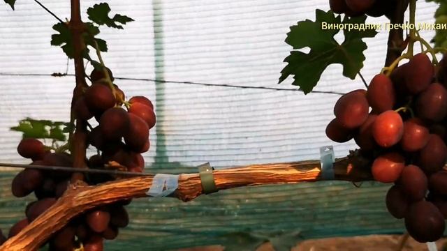 Г. форма ВЕЛЮР смотреть онлайн