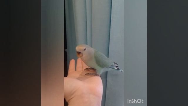 Последний ручной птенец! Розовощекий неразлучник, выкормыш смотреть онлайн
