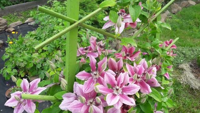 Цветет клематис. Моя дача в Хабаровске смотреть онлайн