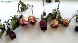 КАК ЗАСУШИТЬ ЖИВЫЕ ЦВЕТЫ ДОМА / Розы / HOW TO DRY LIVING FLOWERS