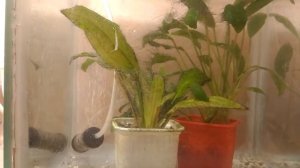 Черная борода, водоросли в аквариуме и как от этого избавиться?