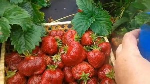 Земляника КАРМЕН. Сорт-лакомка, непревзойдённый по вкусу.