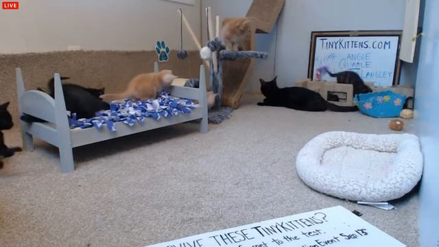 Tiny Kittens Chef playing and kitten zoomies plus cam adjustment смотреть онлайн