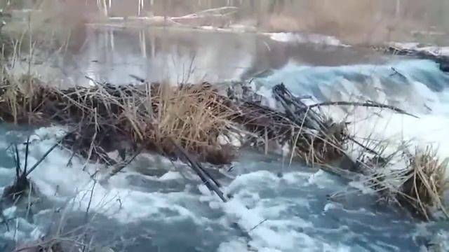 Бобровая плотина весной смотреть онлайн