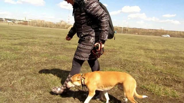 Джой. Страх перед громкими звуками. Реабилитация. смотреть онлайн