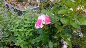 Renee van Wegberg #Bozmilfra Серия "Съедобные розы". Малиновая роза для балкона.Сплетни розамира ;-