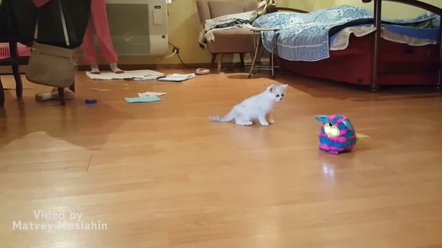 Смешные и забавные котята играют * Прикольные котята смотреть онлайн