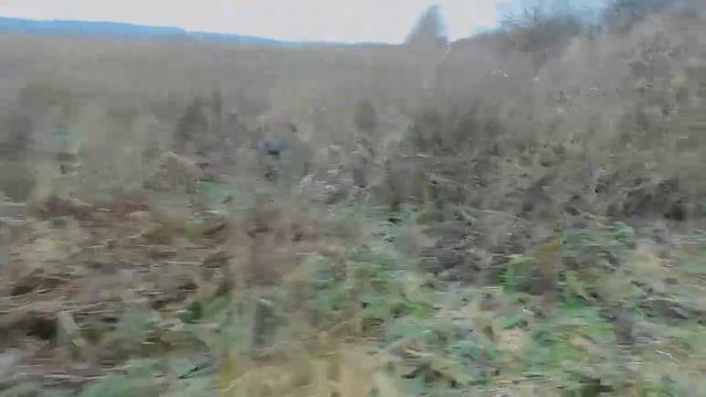 Как кричат фазаны, когда их поднимает дратхаар. смотреть онлайн