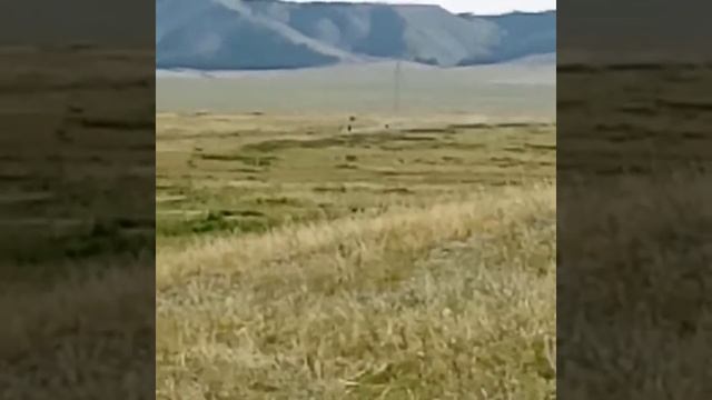 Тува, скачки на Лошадях без седла 17 км ) смотреть онлайн