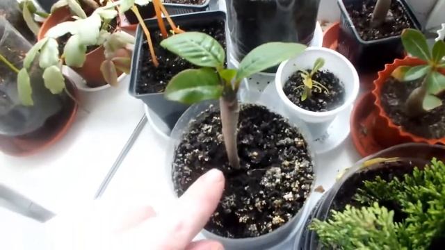 Адениумы плюмерия после зимы  ЧТО ВЫРОСЛО ИЗ КИТАЙСКИХ СЕМЯН