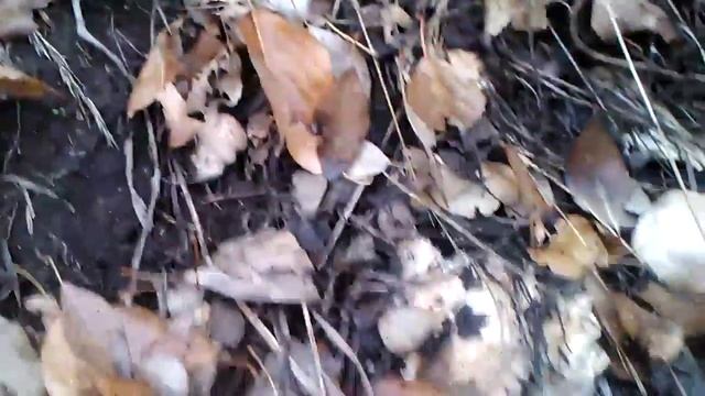 Темиртау ( Грибочки подтопольники)