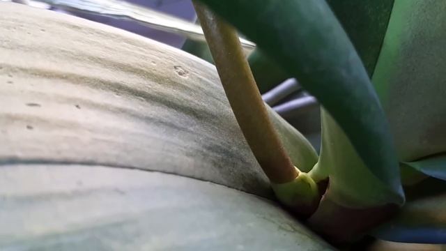 Как можно ускорить рост цветоносов у орхидей. смотреть онлайн