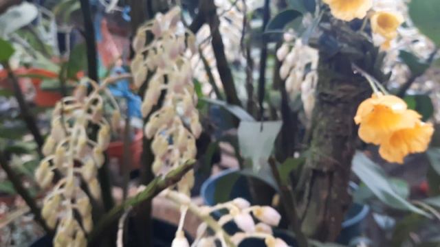 Finaliza Semana Santa y los Dendrobium Thyrsiflorum y otros Faroles se hacen presente... смотреть онлайн