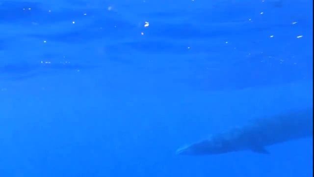 Facts: The Sei Whale смотреть онлайн