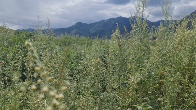 Звуки цикад,сверчков,горной речки в горах Алтая || Gorny Аltai Relaxing sounds of nature смотреть онлайн