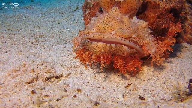 Tasseled Scorpionfish (Scorpaenopsis oxycephala) смотреть онлайн