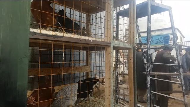 КИНОкуры . Курицы, много куриц любых окрасов и пород для съёмок в кино и для мероприятий