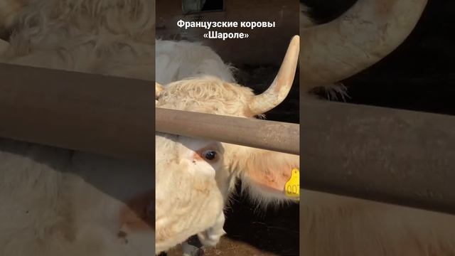 София кормит огромных французских коров Шароле #shorts смотреть онлайн