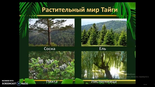 Природные зоны России "Тайга" смотреть онлайн