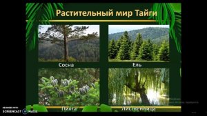 Природные зоны России "Тайга"