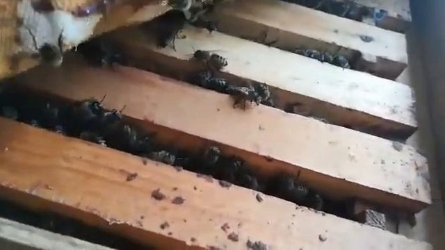 Пчёлы. В ловушку залетел второй рой за неделю. Прилетел рой в пустой улей. смотреть онлайн