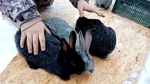 ПОМЕСЬ ПОЛТАВСКОЕ СЕРЕБРО И БЕЛЫЙ ПАНОН ВЕС В 3 МЕСЯЦА