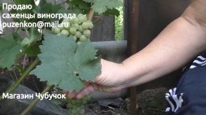 Виноград Цитронный Магарача - технические, винные сорта на участке Пузенко Натальи Лариасовны