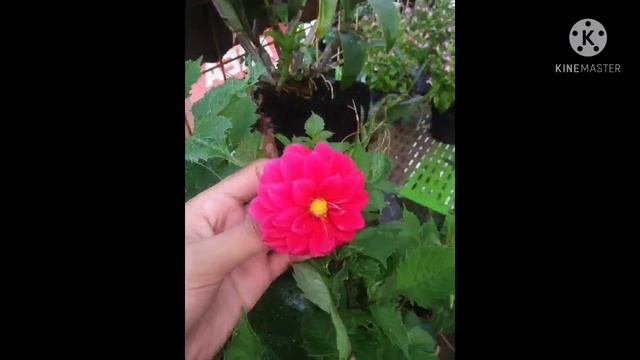 dahlia Flowers смотреть онлайн