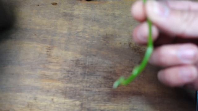 ✽ Cómo Cultivar ROSAS a partir de Esquejes ? смотреть онлайн