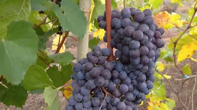 Гурзуфский розовый смотреть онлайн