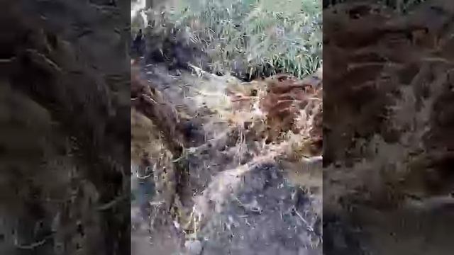 Опылители, фундук сорта Халле и фундук сорта Косфорд смотреть онлайн