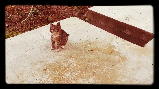 Мы очень сильно любим тебя🥰Мурзик🐈⬛ смотреть онлайн