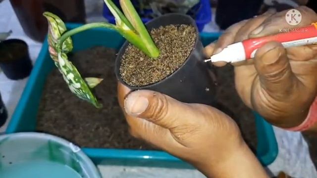 Very matured and infected Aglaonema Tricolor restoration, propagation. смотреть онлайн