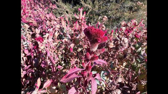 Автопутешествие в Пятигорск (2 часть) - 25.10.2020 - 07.11.2020 смотреть онлайн