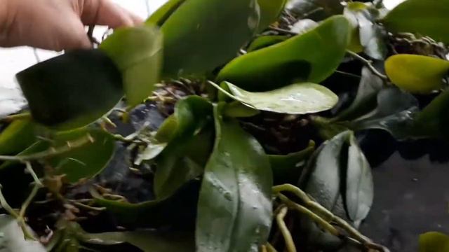 Salvando as Phalaenopsis #orquideas смотреть онлайн