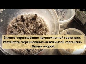 Зимнее черенкование крупнолистной гортензии. Результаты у  метельчатой гортензии. Фильм второй.