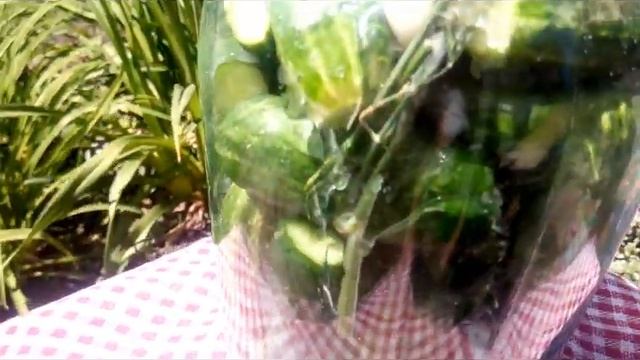 Солёные ОГУРЧИКИ- без уксуса и кипятка.Наш семейный рецепт-как бочковые! смотреть онлайн