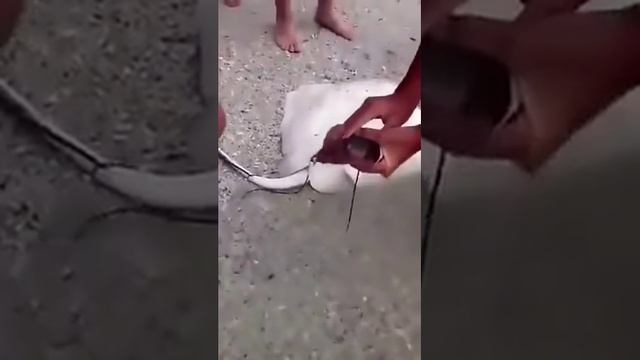 Скат рожает на берегу. смотреть онлайн