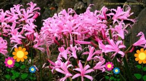 Нерина боудена. Краткий обзор, описание характеристик, где купить луковицы nerine bowdenii