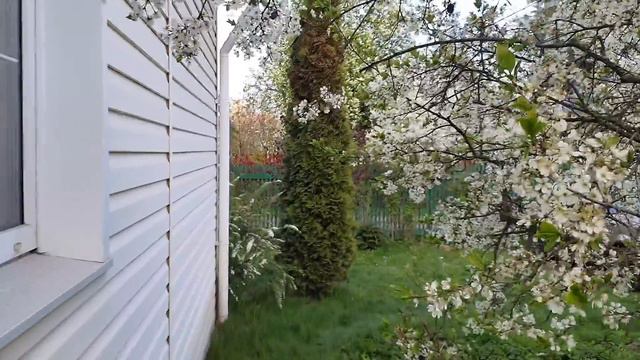 Сад преображается на глазах - таймлапс смотреть онлайн